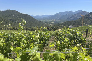 Weinberge mit grünen Weinblättern und Blick ins Tal.