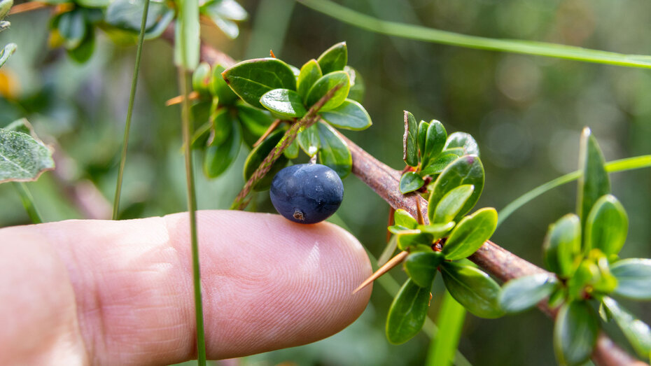 Ein Finger zeigt auf eine heidelbeer-große blaue Calafate-Beere am dornigen Zweig