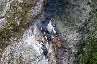 Vier kormorane in einem Nest, das an der senkrechten Felswand klebt