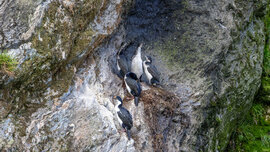 Vier kormorane in einem Nest, das an der senkrechten Felswand klebt