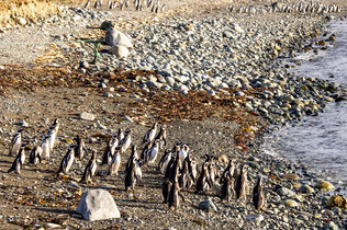 Eine Gruppe Pinguine geht am Schotterstrand ins Wasser