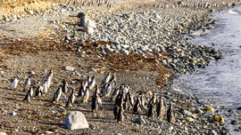 Eine Gruppe Pinguine geht am Schotterstrand ins Wasser