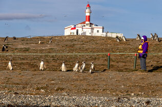 Person wartet auf der Insel Magdalena bis einige Pinguine den Weg überqueren