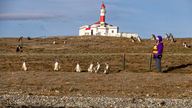 Person wartet auf der Insel Magdalena bis einige Pinguine den Weg überqueren