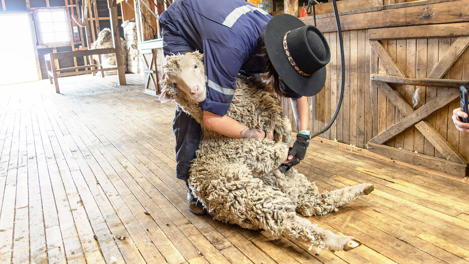 Junge Frau auf Estancia Cerro Negro schert ein Schaf