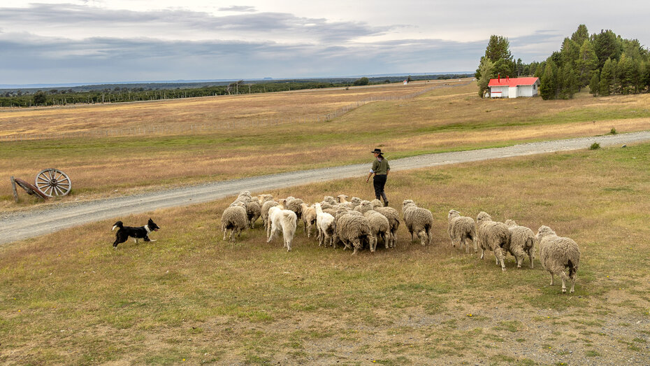 Hirtenhund treibt Schafherde zusammen