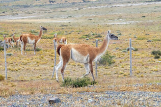 Cuanaco am Straßenrand
