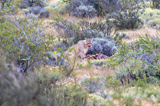 Puma zwischen Büschen frisst Cuanaco
