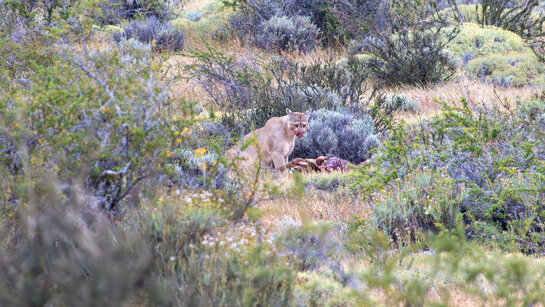 Puma zwischen Büschen frisst Cuanaco