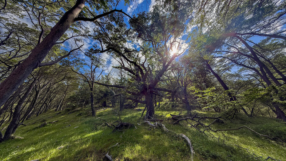 Im dunklen, dicht verwachsenen Urwald mit Büschen und Lenga-Bäumen.