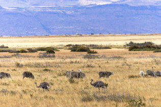Schafe und Nandus in der braunen Pampa