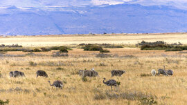 Schafe und Nandus in der braunen Pampa