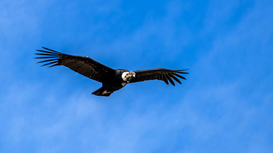 Fliegender Condor mit ausgebreiteten Flügeln vor blauem Himmel.