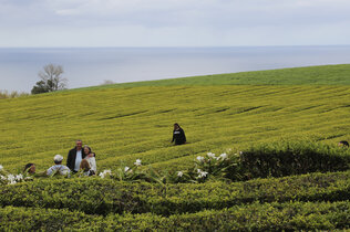 Touristen posieren in der Teeplantage. Im Hintergrund sieht man das Meer. 