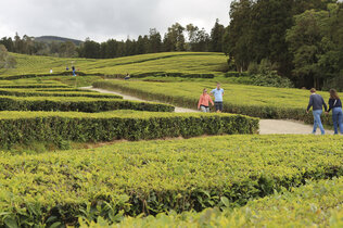 Touristen gehen durch die Teeplantage.