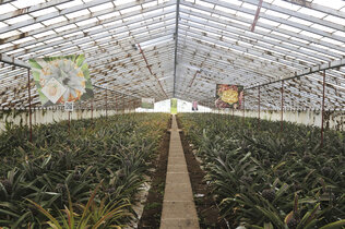 Das Gewächshaus einer Ananas-Plantage.