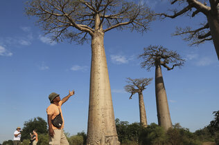 Guide mit der Baobab-Allee.