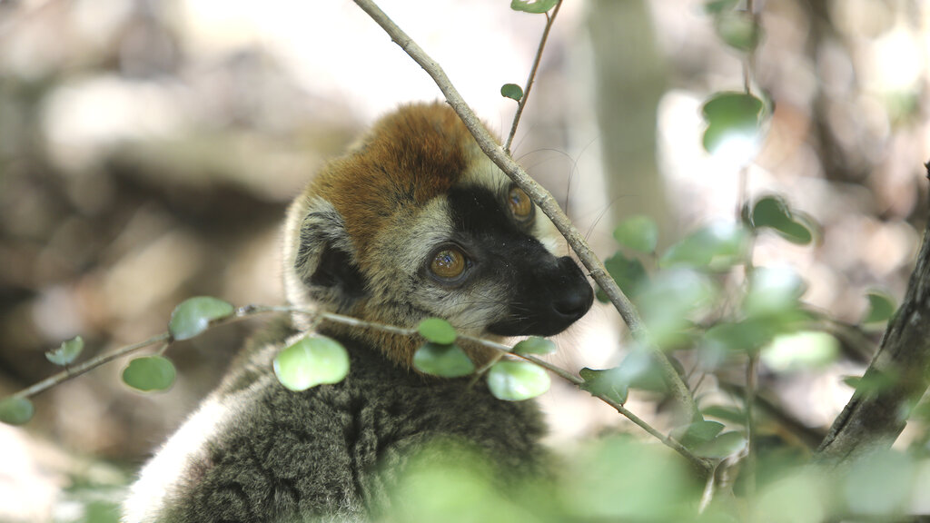 Lemur schaut im Dickicht hervor.