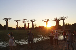 Sonnenuntergang in der Baobab-Allee.
