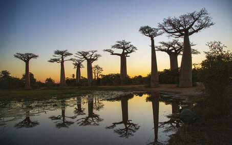 Baobab-Allee bei Sonnenuntergang.