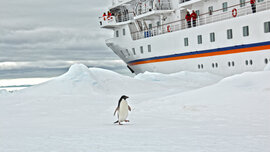 Antarktis_MS_Bremen_2014_01_DIGAT_Pinguin_CMS.JPG
