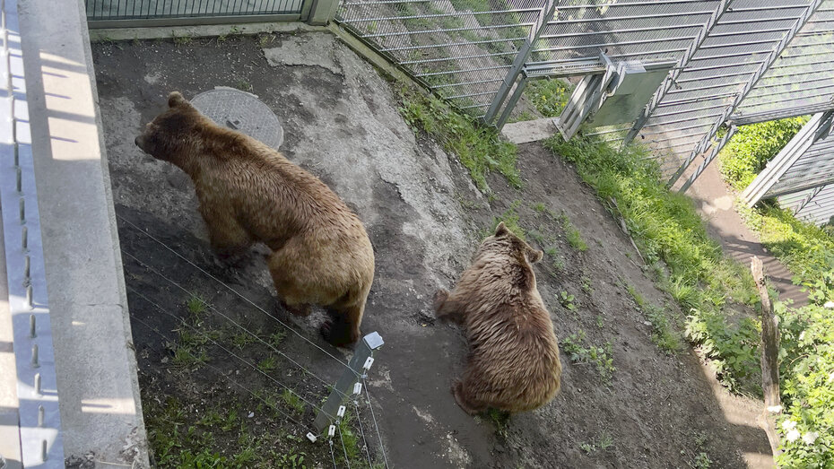 Zwei Braunbären in einem Gehege.