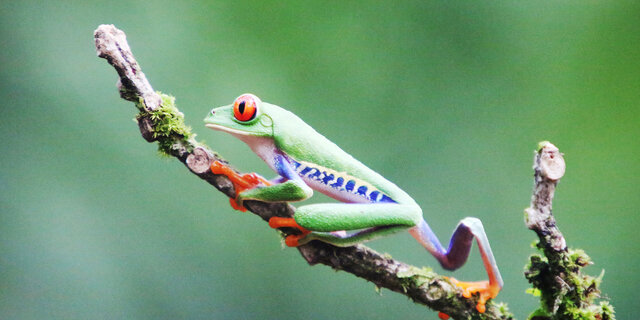 Costa Rica_3B3A6662_CMS.JPG Cornelia Buczolich