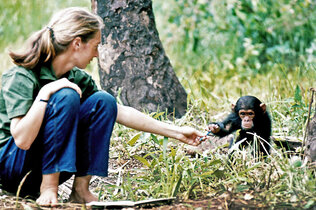 Jane Goodall mit einem Schimpansenbaby