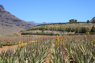 Gran Canaria_DSC04378_CMS.JPG