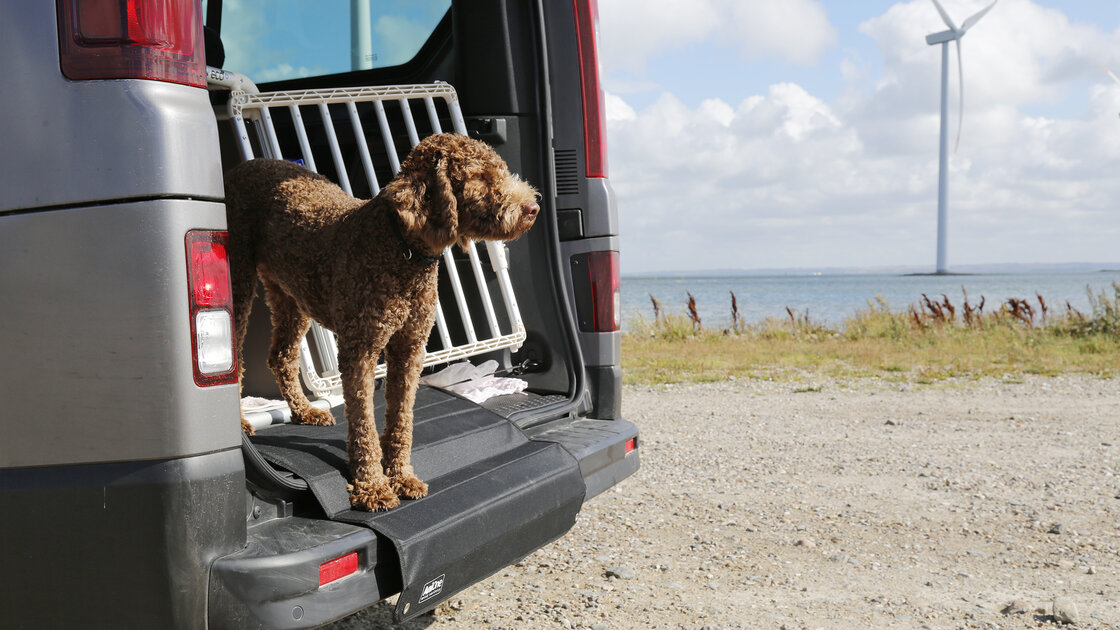 ÖAMTC-Test: Sicherer Transport von Hunden unerlässlich