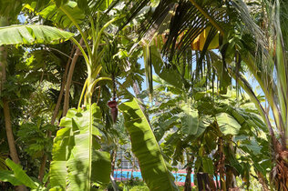 Malediven grüne Inselwelt