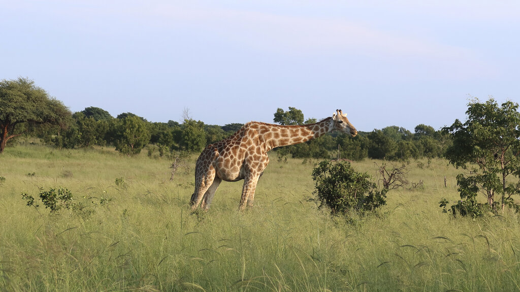 Eine Giraffe in der Steppe.