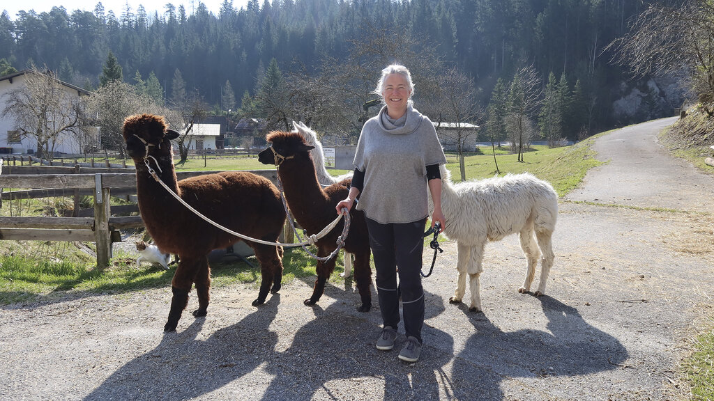 Auszeithof Besitzerin Barbara Enk hält 4 ihrer Alpakas an der Leine, bereit loszugehen.