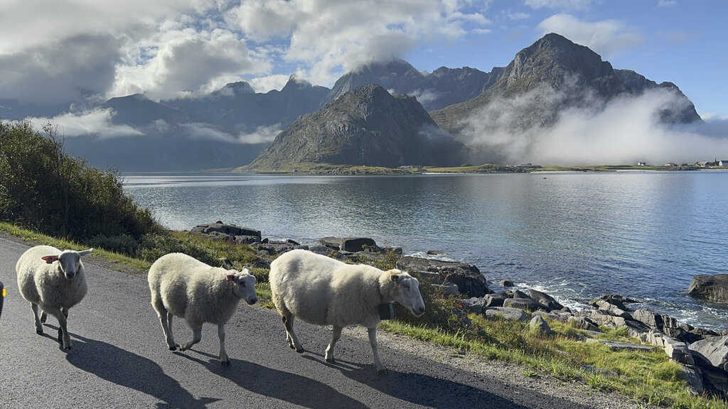 Schafe spazieren auf der Straße entlang der Küste.
