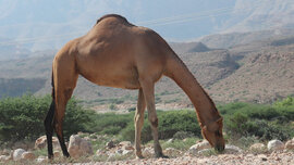 Kamel frisst im Oman.