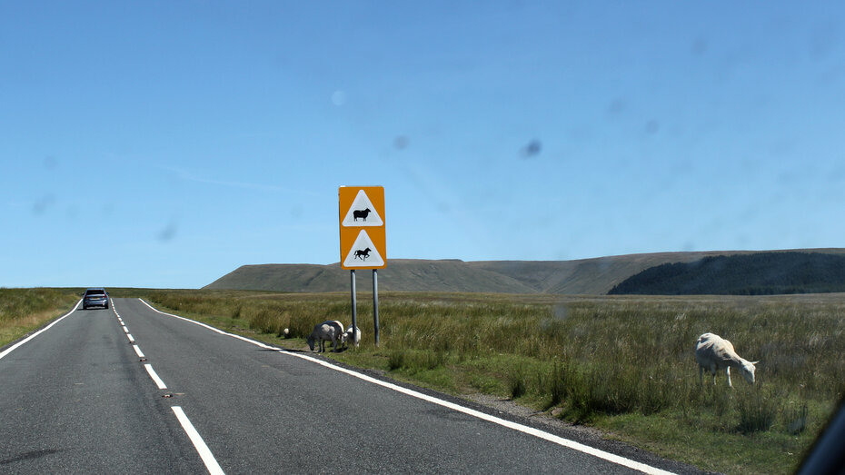 Ein Schaf steht entlang einer walisischen Landstraße gefährlich nahe an der Straße.