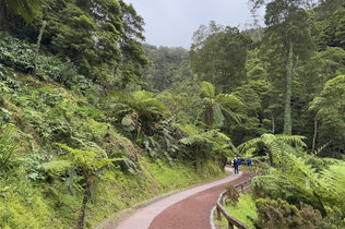 Ein Weg führt durch den Dschungel.