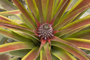 Eine junge Ananas wächst im Gewächshaus.