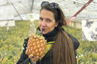 Eine Frau mit langen Haaren trinkt aus einer aufgeschnittenen Ananas einen Saft und sie steht inmitten der Ananas-Plantage.