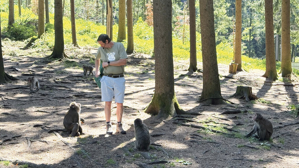 Der Affenwärter füttert die Affen im Wald.