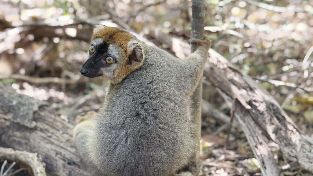 Lemur