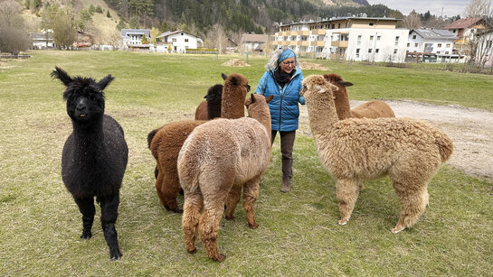 Mehrere Alpakas umringen ihre Besitzerin, die ihnen gerade Futter bringt.