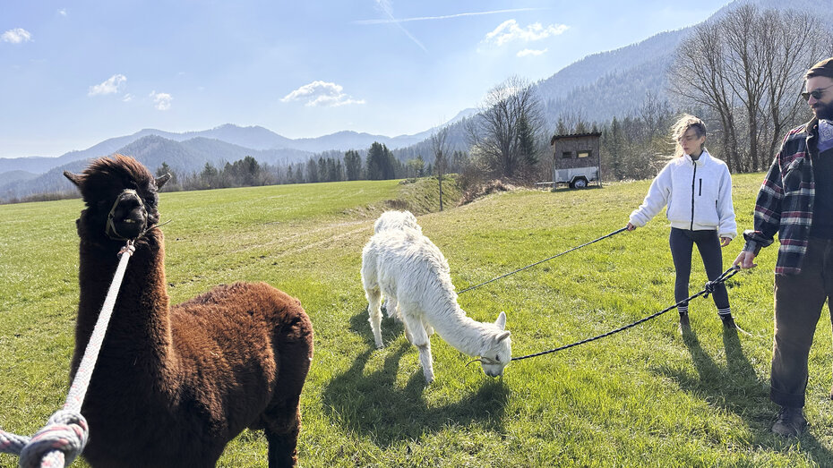 Zwei Alpakas an der Leine und ein Paar stehen auf einer grünen Wiese.