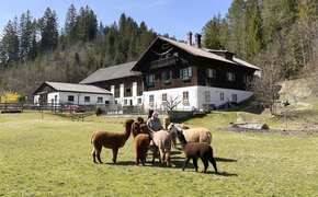 Der Auszeithof Enk im Hintergrund, davor steht die Alpaka-Herde.
