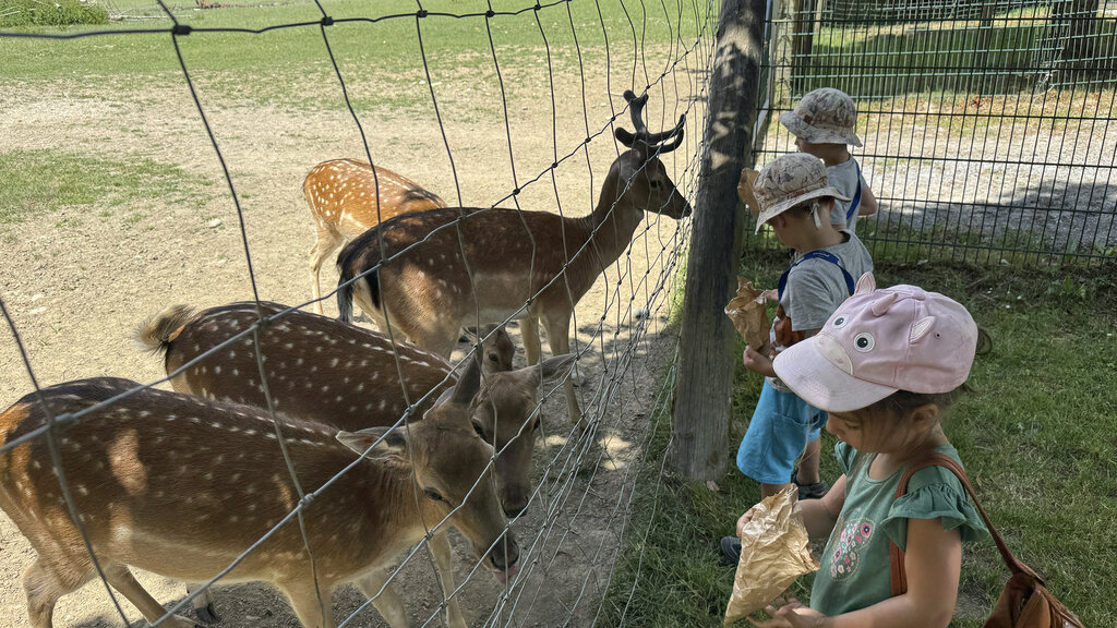 Drei Kinder füttern die Rehe.
