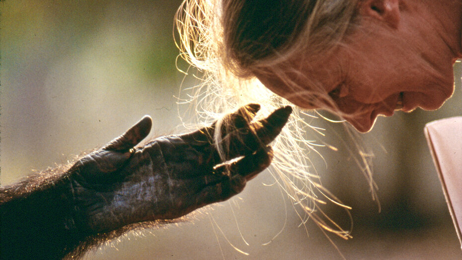 1991 gelang Michael Nichols für National Geographics diese Aufnahme in Brazzaville in der Republik Kongo mit dem Schimpansen Jou Jou