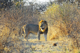Namibia 1_Capricorn Tours Stephan Noelle_CMS.jpg