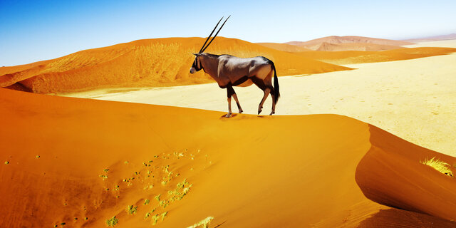  Namibia_shutterstock_160765973_CMS.jpg  © Shutterstock