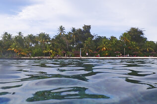 Malediven Fische Unterwasser Riff