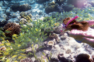 Malediven Fische Unterwasser Riff